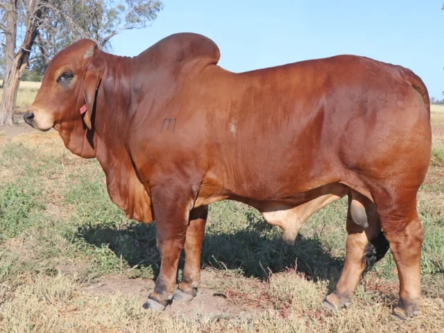 100 SAMARI S MAVERICH (H)
