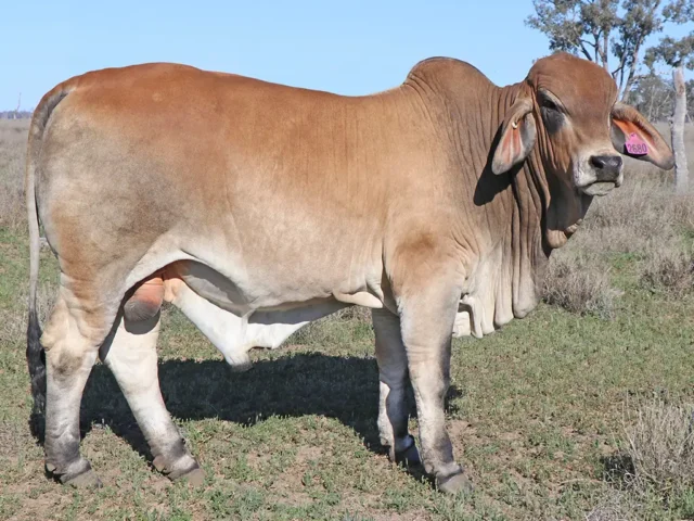 29 SAMARI PLAINS BILLY (PS)