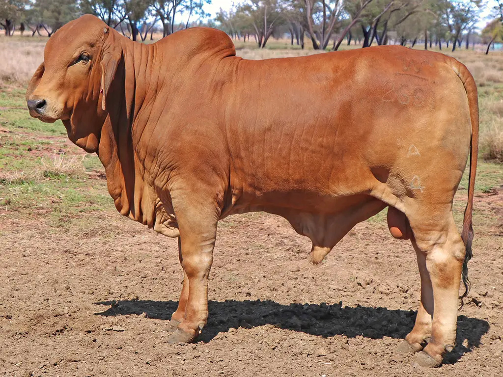 30 SAMARI PLAINS BRIGADIER PS SAM2691M