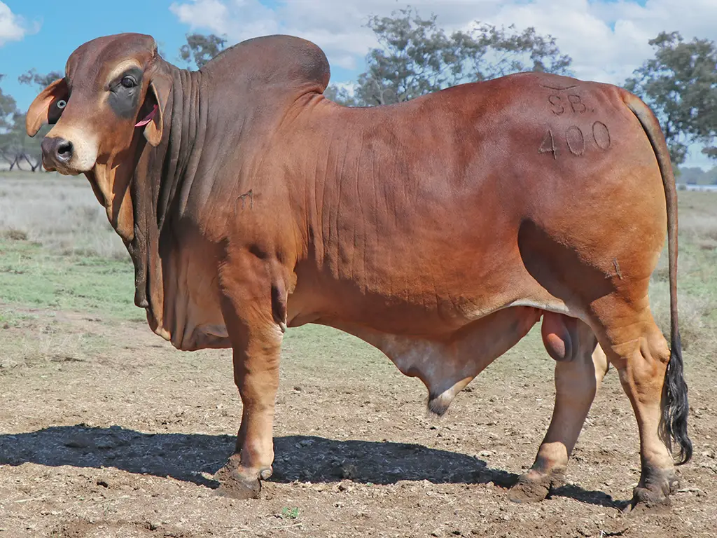 32 SAMARI S NOBLE PS SAL400M