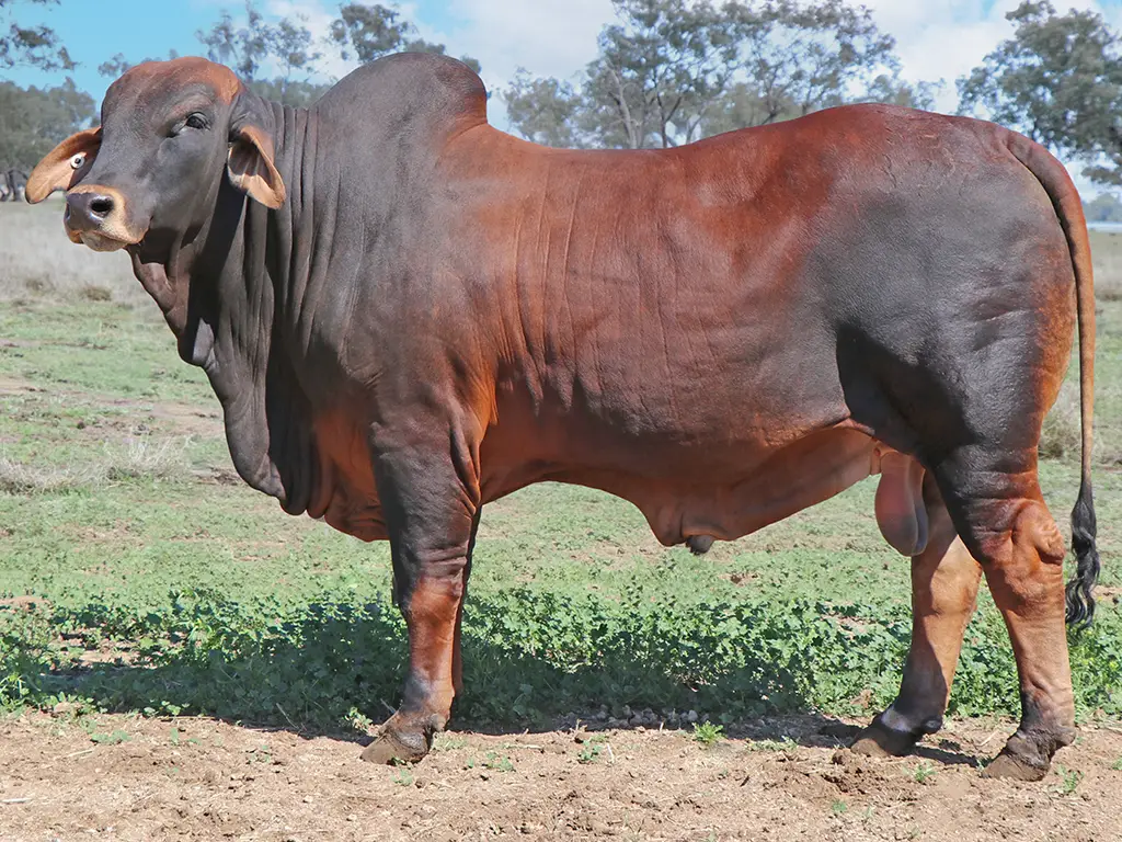 35 SAMARI S NORWOOD PP SAL377M