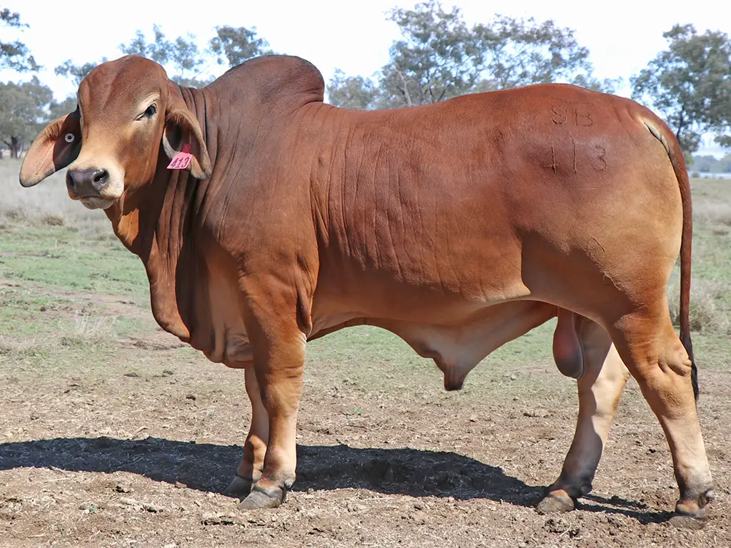 36 SAMARI S NAIROBI H SAL413M
