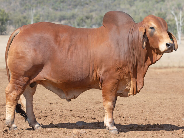 493 SAMARI PLAINS OCTOBER (PP)