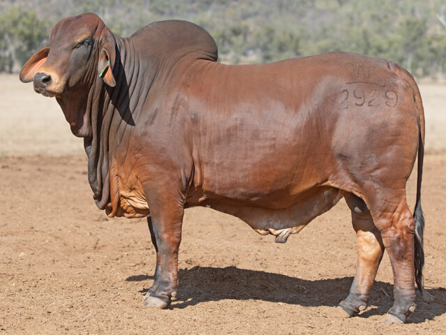 495 SAMARI PLAINS OBERON (PS)