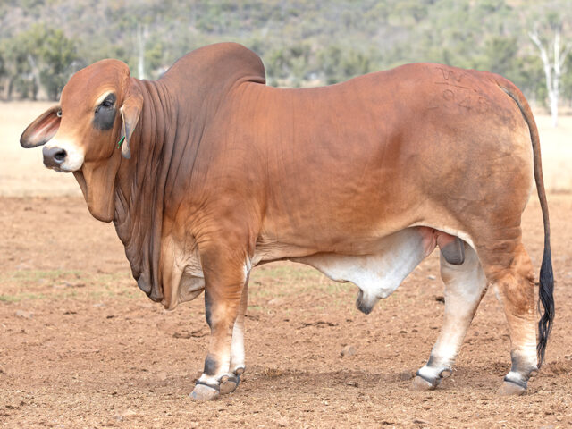 496 SAMARI PLAINS OLAV (H)