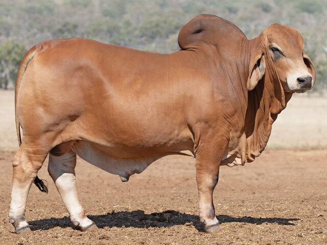 527 SAMARI PLAINS OLEOS (PP)