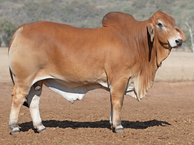 530 SAMARI S OLIVER (PP)