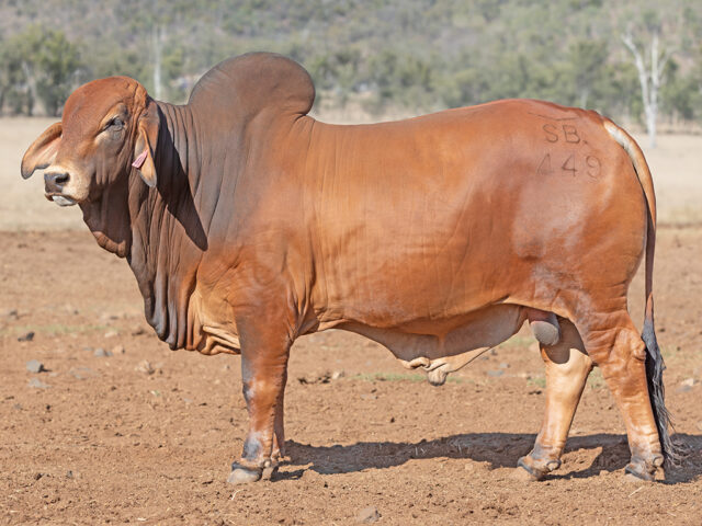 532 SAMARI S OCEAN (PS)