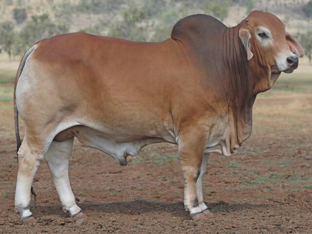 604 SAMARI PLAINS SCOBIE (AI) (PS)