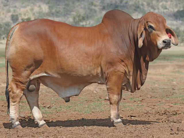 605 SAMARI PLAINS ARMANI (PP)
