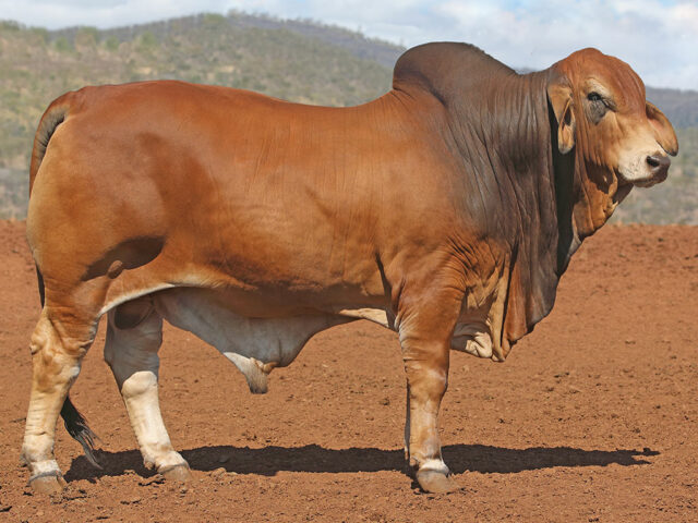 606 SAMARI PLAINS WALLY (AI) (PP)