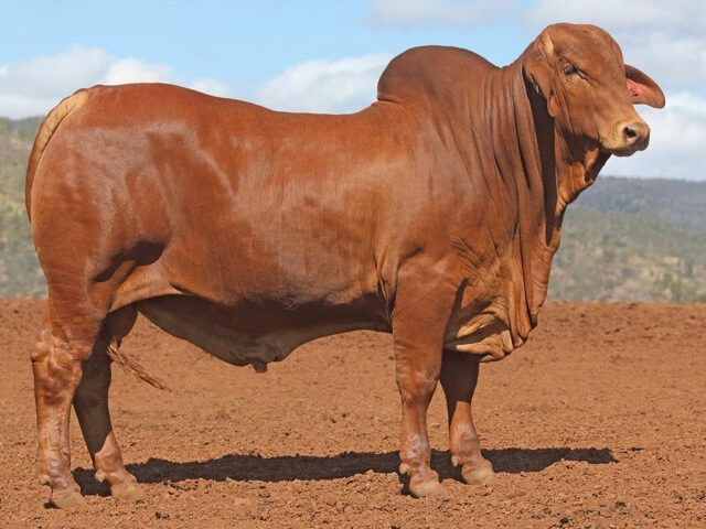 607 SAMARI PLAINS CASSIUS 2488 (PP)