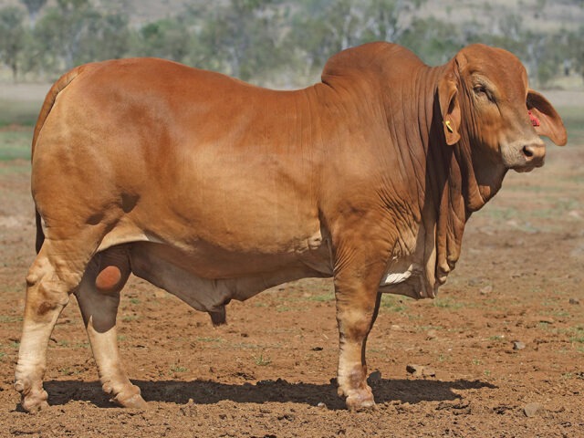 608 SAMARI PLAINS GRANT (PP)