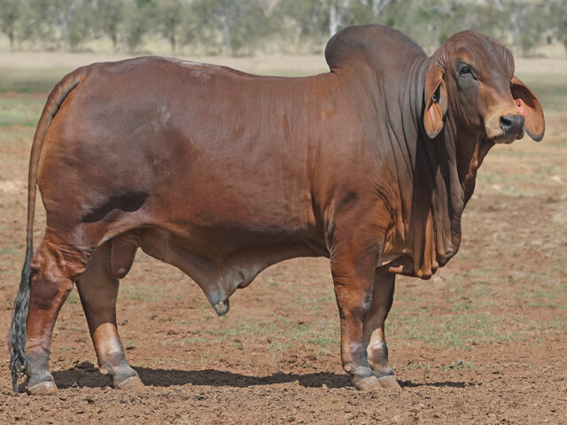 609 SAMARI PLAINS CLASSICO (PP)