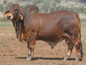 SAMARI PLAINS CLASSICO (PP)