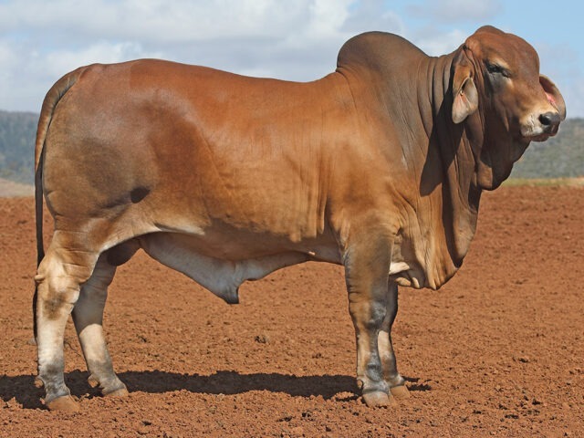 613 SAMARI S MASON (PP)