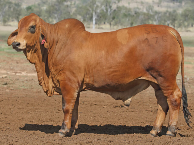 615 SAMARI S MEMPHIS (PP)