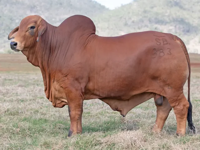 736 SAMARI S NAPOLEON (PP)