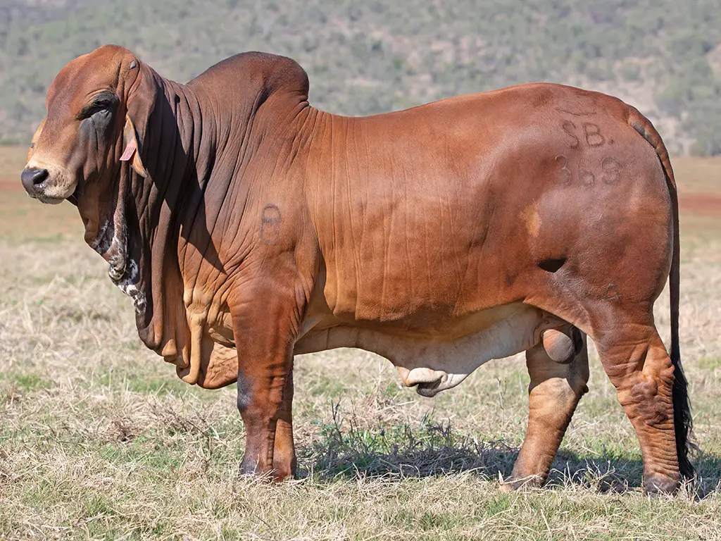 738 SAMARI S NOAH AI PS SAL369M