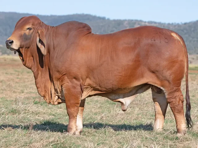 739 SAMARI S NACHO (PP)