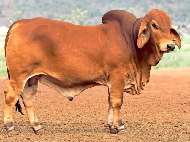 758 SAMARI PLAINS RAPHEAL 2771 (PS)