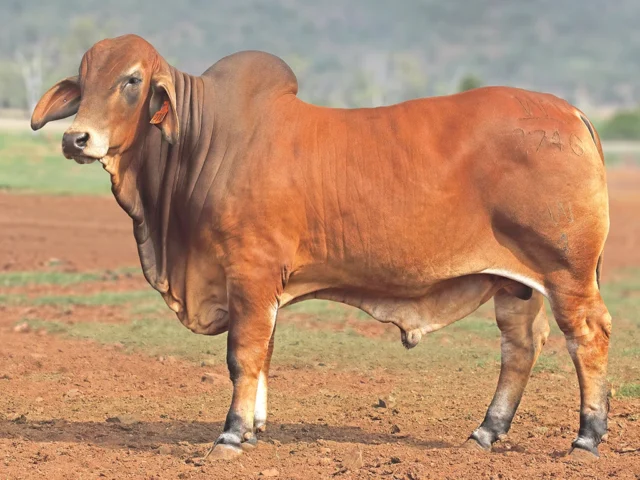 760 SAMARI PLAINS TWAIN (AI) (PS)