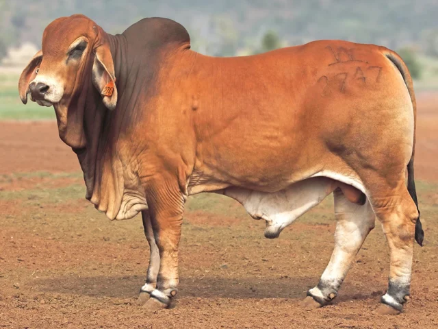 762 SAMARI PLAINS JOH (PS)