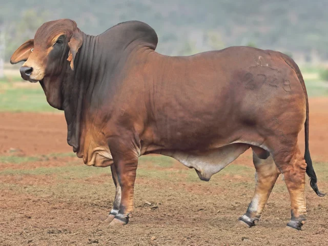 764 SAMARI PLAINS HAYDN (PS)