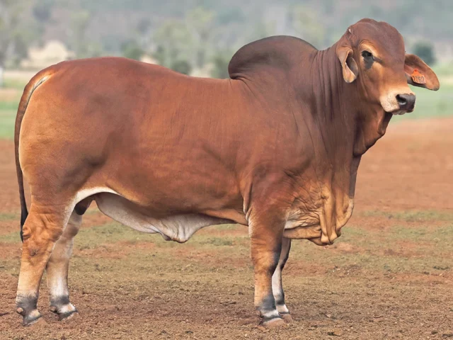 765 SAMARI PLAINS HENRIX 2762 (PS)