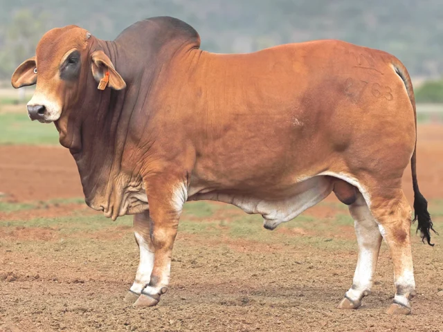 767 SAMARI PLAINS STEVENSON (PS)