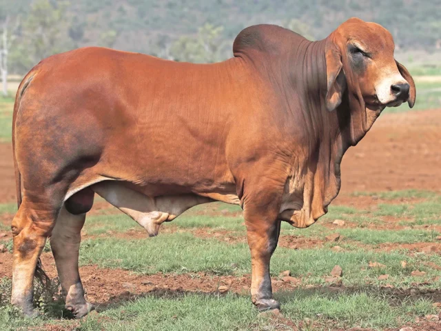 771 SAMARI S NIRVANA (AI) (PP)