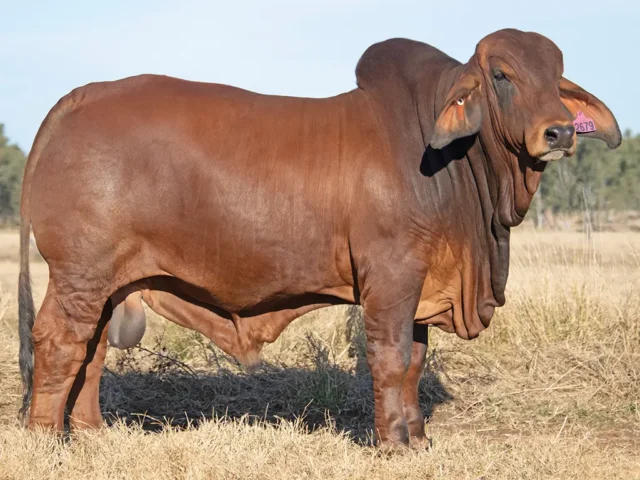 794 SAMARI PLAINS BARTONS (PS)
