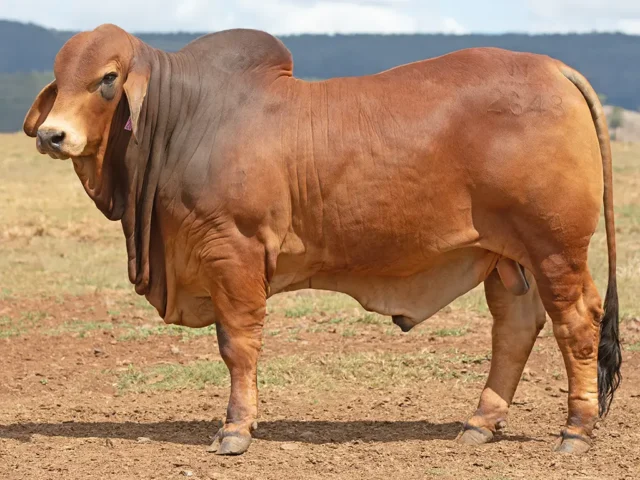 797 SAMARI PLAINS HARRI (AI) (PP)