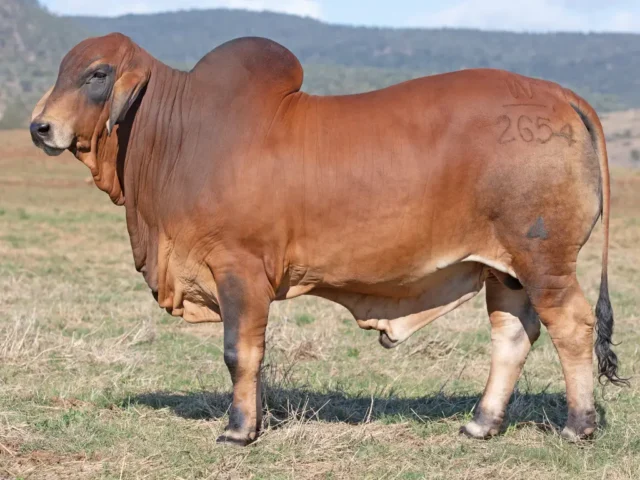 799 SAMARI PLAINS CHAMBERLAIN (PP)