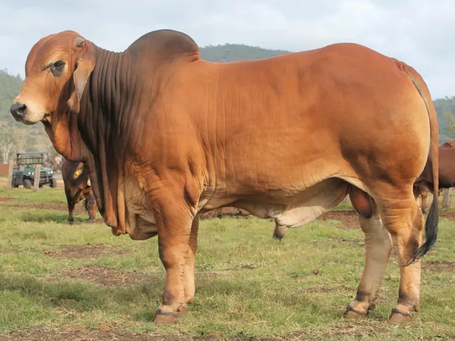 828 SAMARI PLAINS MAJOR 2374 (AI) (PS)