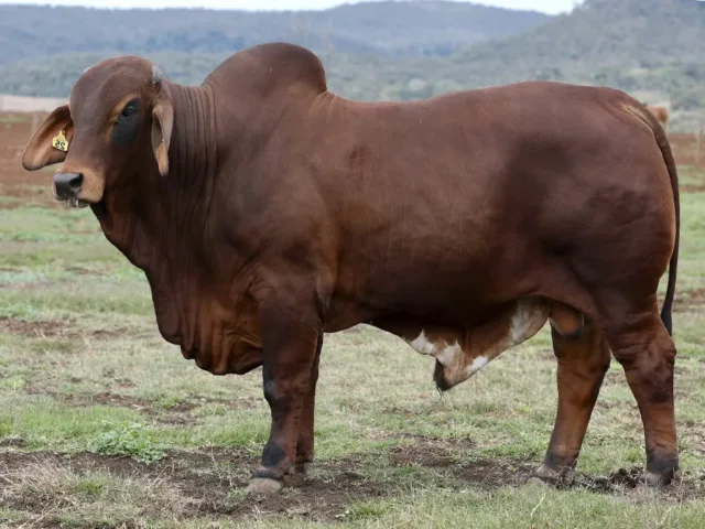 835 SAMARI PLAINS CALYPSO (H)