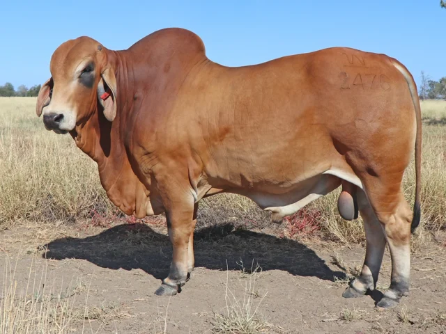 93 SAMARI PLAINS HERMANN (PS)