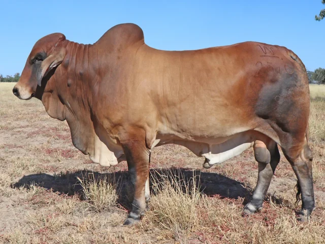94 SAMARI PLAINS HAROLD 2510 (PS)