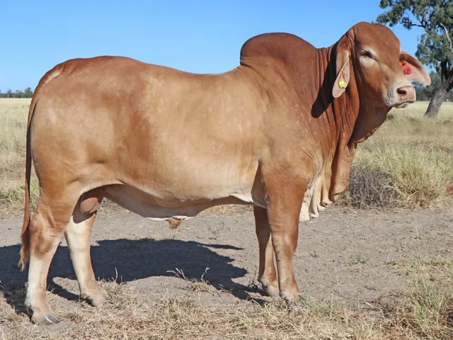 97 SAMARI PLAINS STUART (PS)