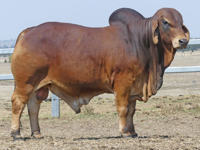 JOMANDA HALLMARK 955 (AI) (PS)