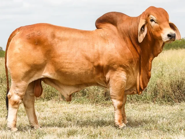 ROCKLEY ARMINIUS (IVF) (PP)