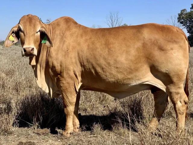 SAMARI PLAINS CHER (H)