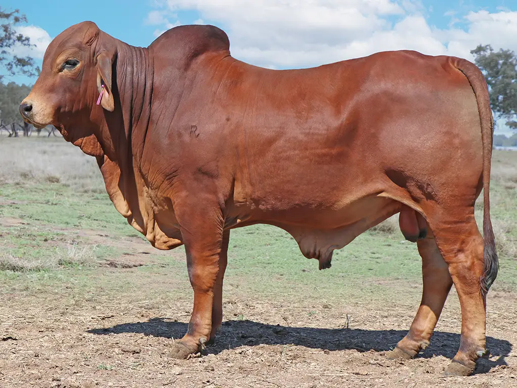SAMARI PLAINS DYNAMITE PS