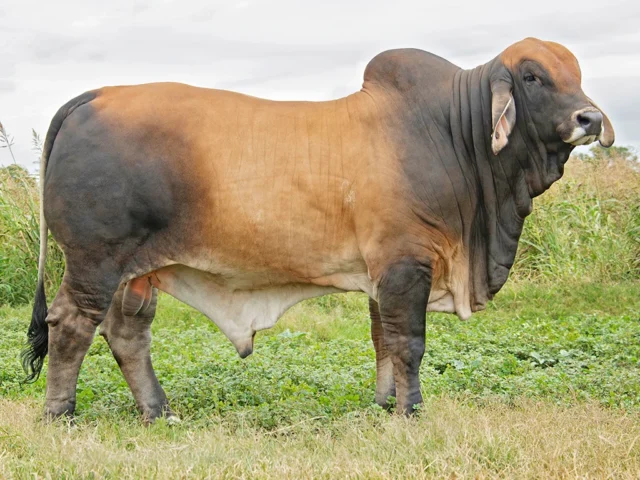 SAMARI PLAINS FREDERIKO (PP)