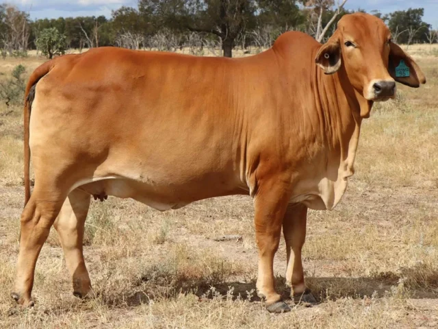 SAMARI PLAINS GOLDY BEVERLY (H)