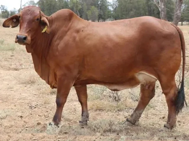 SAMARI PLAINS ROSA 1079 (H)