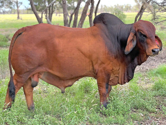 SAMARI PLAINS WHIPLASH (PP)