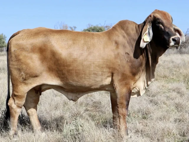 SAMARI PLAINS WILMA (PS)