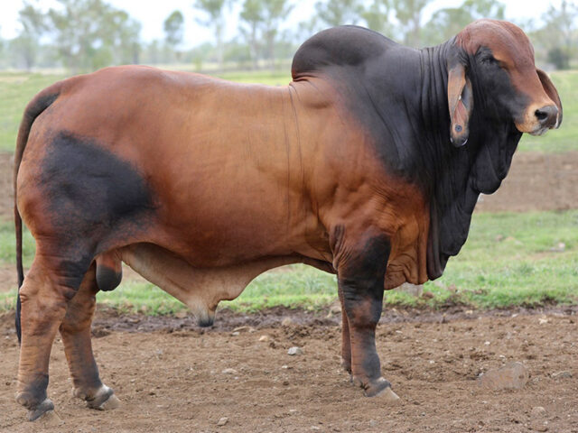 STOCKMAN LEGACY 766 (IVF) (PP)